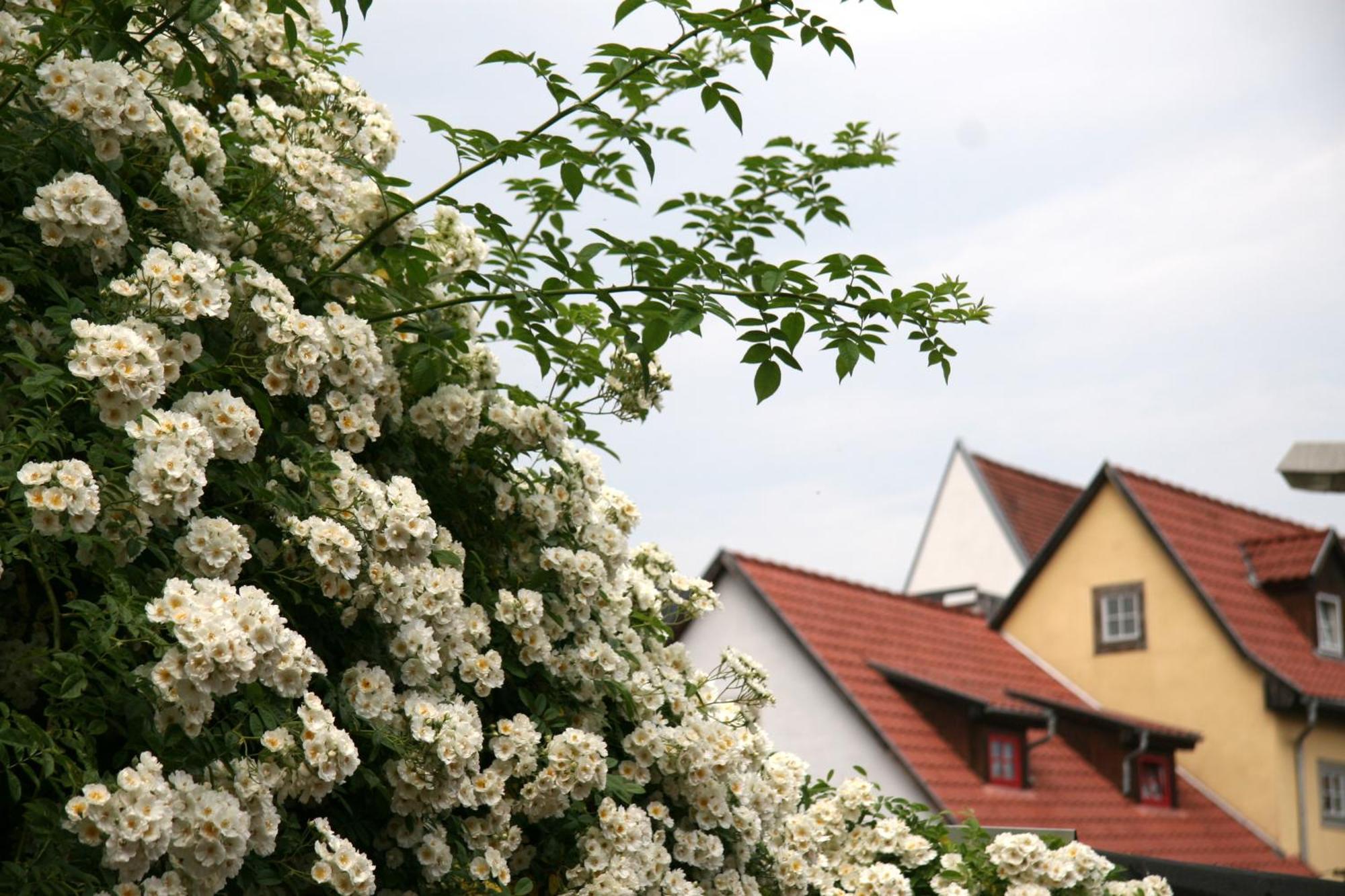 Pension Am Dom Erfurt Exteriör bild